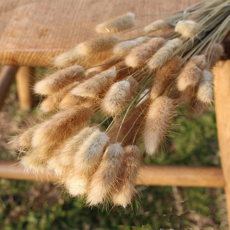 Small Reed Dried Flower Whisk Pampas Grass Rabbit Dried Flower Set Boho Home Decor Bouquet