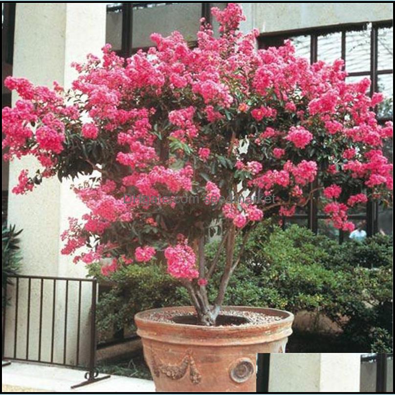 Garden Decorations Patio Lawn Home 100Pcs Crape Myrtle Flower Seeds Bonsai Planting Season Rare Plants For The Germination 95% Beautifyin
Garden Decorations Patio Lawn Home 100Pcs Crape Myrtle Flower Seeds Bonsai Planting Season Rare Plants For The Germination 95% Beautifyin
