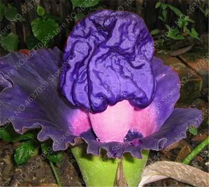 50 Pcs/ Bag Rainbow Corpse Flower,The Titan Arum ,Outdoor Bonsai Potted Beautiful "Corpse Plant",The Biggest Flower In The World Natural Growth Variety of Colors
50 Pcs/ Bag Rainbow Corpse Flower,The Titan Arum ,Outdoor Bonsai Potted Beautiful "Corpse Plant",The Biggest Flower In The World Natural Growth Variety of Colors