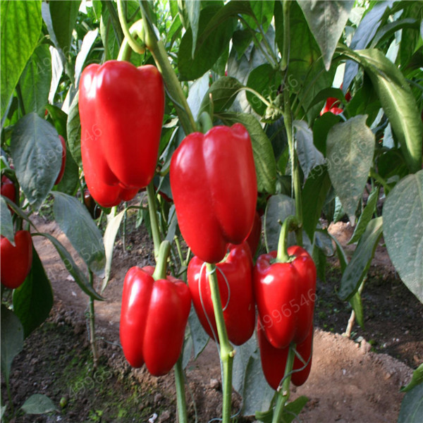 100 pcs seeds Mixed Yellow Puple Red Green White Sweet Bell Hot Pepper chili bonsai Vegetables Paprika, Bonsai Plant for Home Garden Natural Growth Variety of Colors
100 pcs seeds Mixed Yellow Puple Red Green White Sweet Bell Hot Pepper chili bonsai Vegetables Paprika, Bonsai Plant for Home Garden Natural Growth Variety of Colors