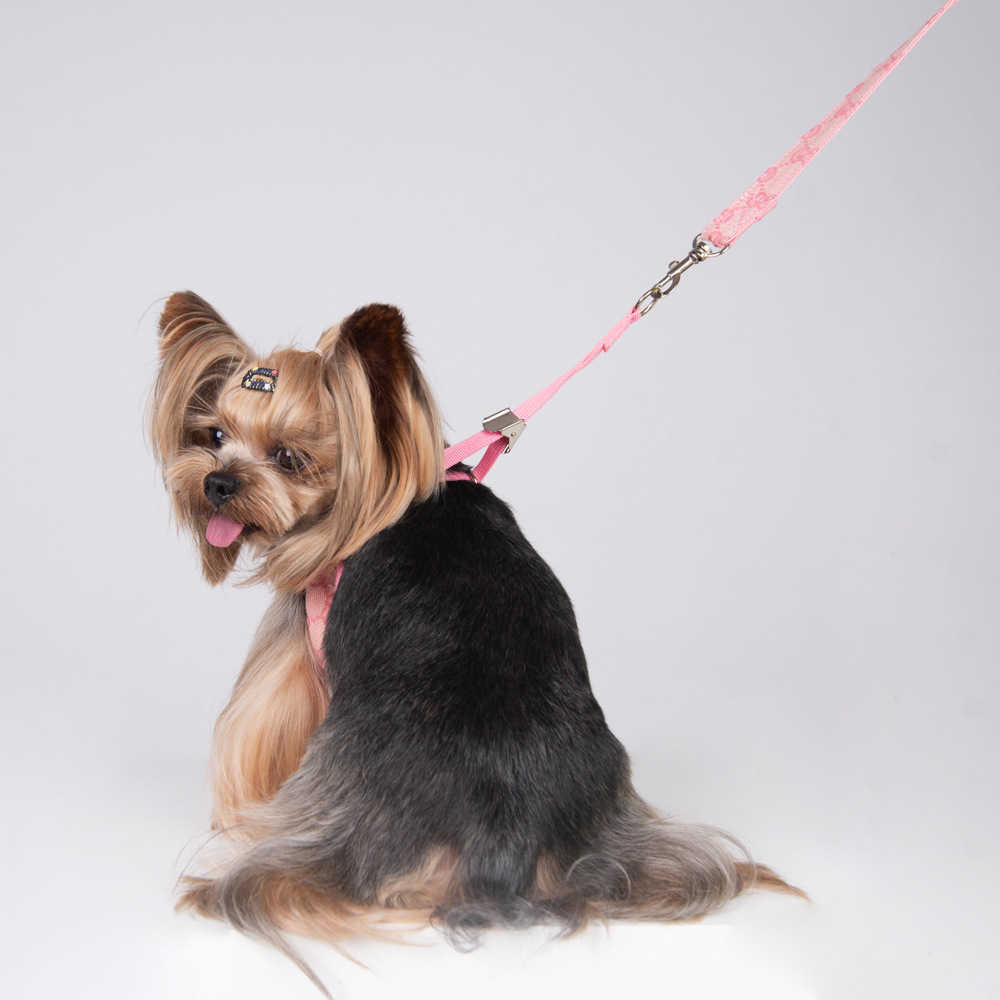 Please Understand Dog Leashes Set Classic Pattern Pets Collars Leash Breathable Mesh Pet Harnesses For Small Dogs Poodle Schnauzer