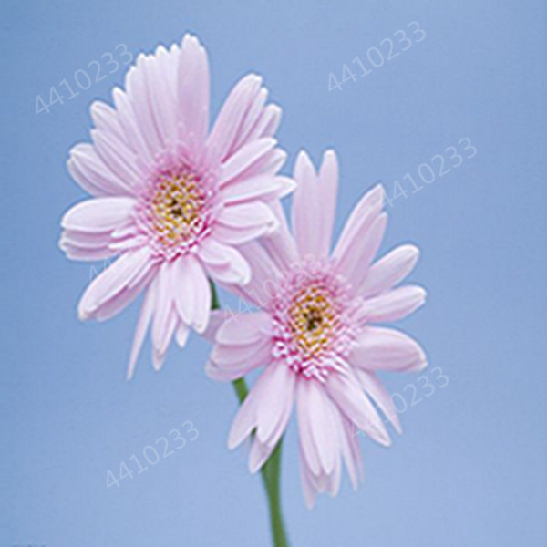 100 Pcs seeds Hybrids Gerbera Perennial Flower Bonsai Chrysanthemum Plants Easy Grow for Home Garden Decor Potted Planters Natural Growth Variety of Colors
100 Pcs seeds Hybrids Gerbera Perennial Flower Bonsai Chrysanthemum Plants Easy Grow for Home Garden Decor Potted Planters Natural Growth Variety of Colors