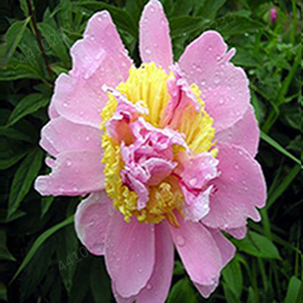 100pcs seeds Rare Poppy Papaver croceum Novel Bonsai Plants Papaver nudicaule Beautiful Flowers for Home Garden Natural Growth Variety of Colors Aerobic Potted
100pcs seeds Rare Poppy Papaver croceum Novel Bonsai Plants Papaver nudicaule Beautiful Flowers for Home Garden Natural Growth Variety of Colors Aerobic Potted