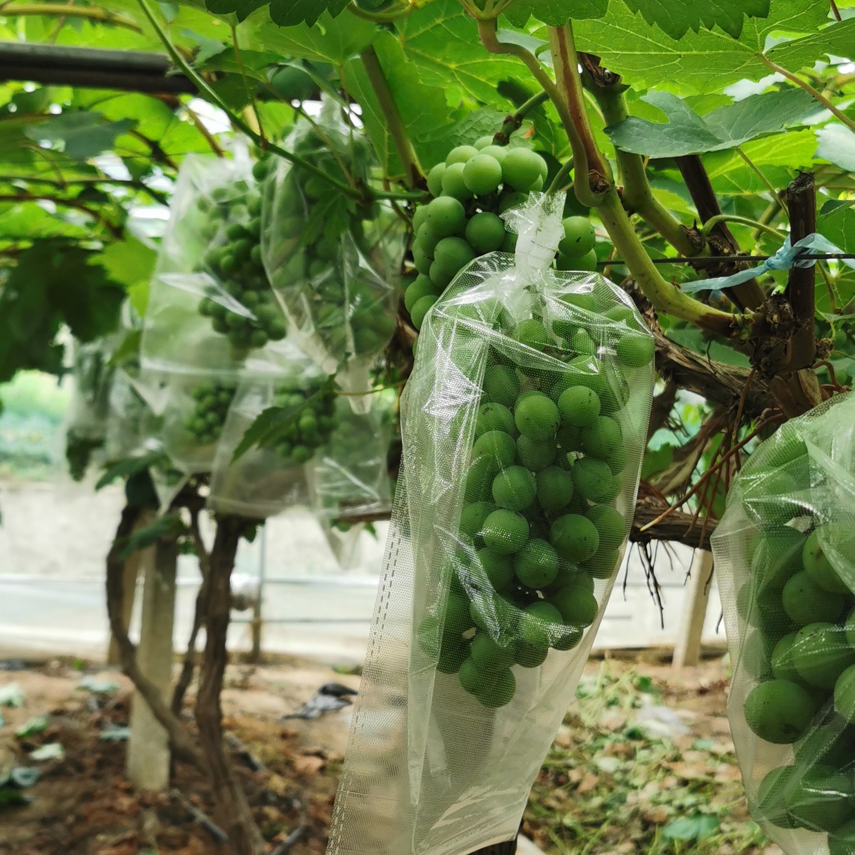 Packaging Bags Fully transparent microporous film bag grape sunshine bagging fruit and vegetable fresh-keeping bag grapefresh-keeping
Packaging Bags Fully transparent microporous film bag grape sunshine bagging fruit and vegetable fresh-keeping bag grapefresh-keeping