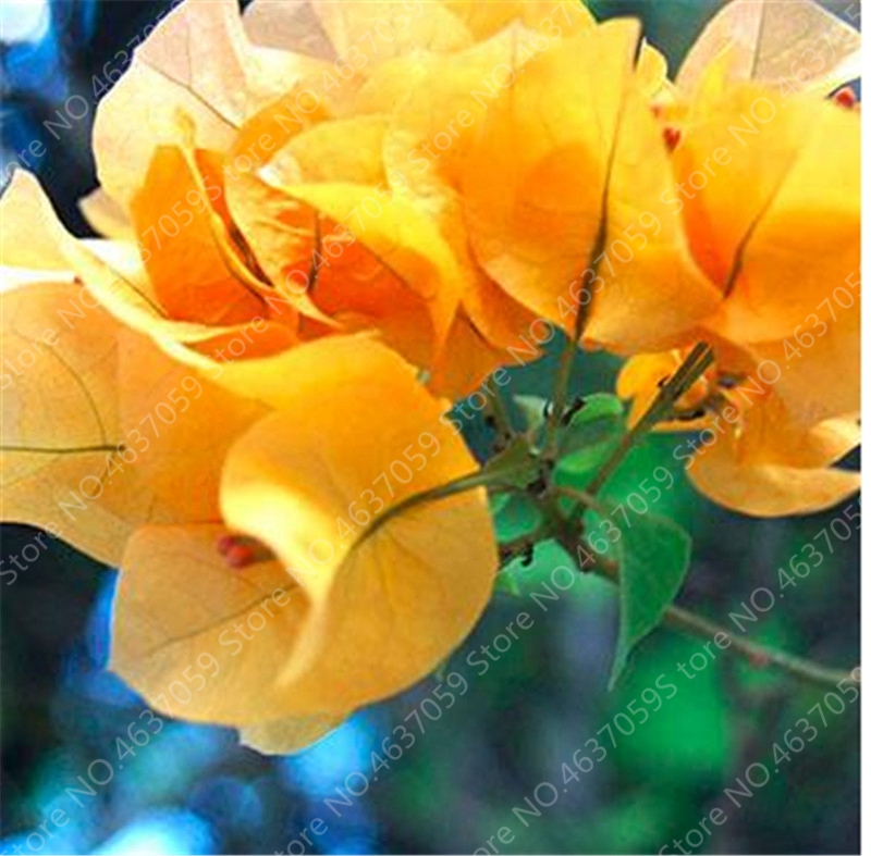 100 Pcs seeds /Bag Colorful Bougainvillea Plant Perennial Spectabilis Willd Planta Garden Bonsai Flower Pot Plant Natural Growth Variety of Colors Aerobic Potted
100 Pcs seeds /Bag Colorful Bougainvillea Plant Perennial Spectabilis Willd Planta Garden Bonsai Flower Pot Plant Natural Growth Variety of Colors Aerobic Potted
