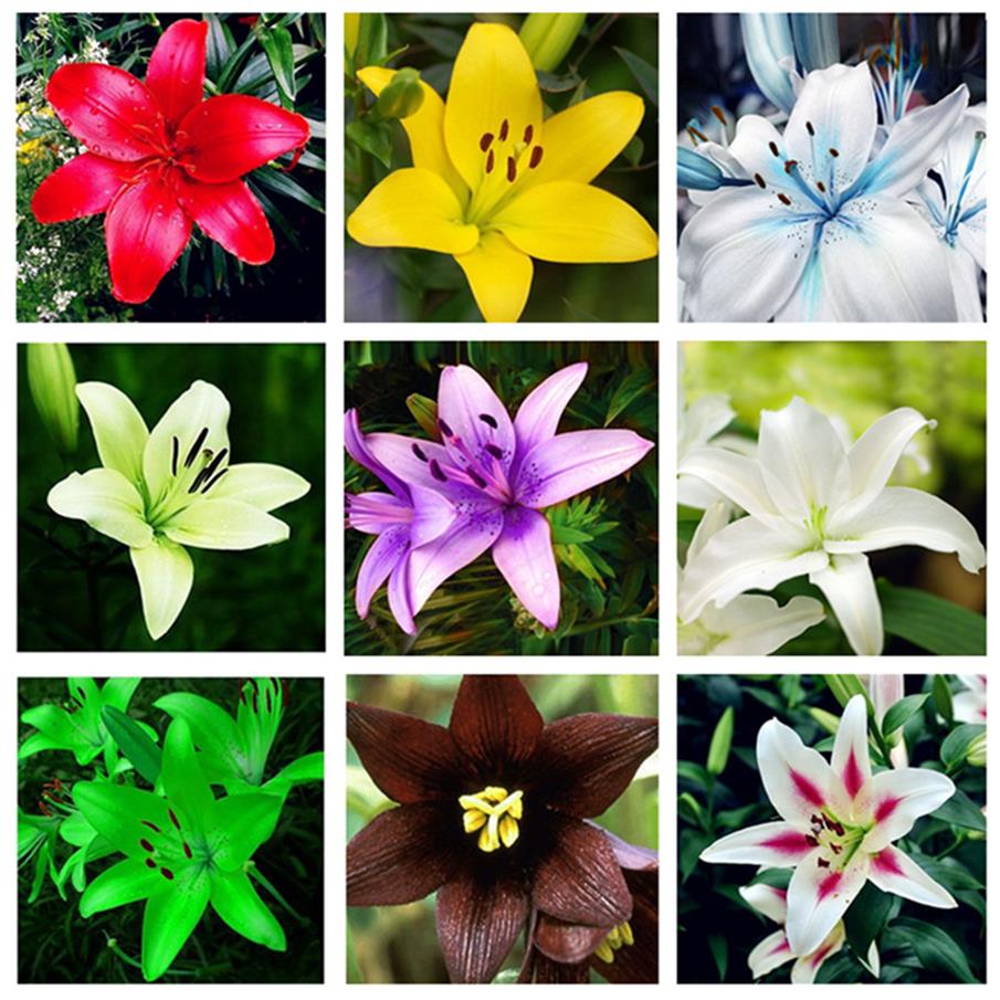 Rare Lily Potted Not Lily Bulbs It Is Bonsai plant seeds Lilum Flower Outdoor Perennial Pleasant Fragrance Plant For Home & Garden215M
Rare Lily Potted Not Lily Bulbs It Is Bonsai plant seeds Lilum Flower Outdoor Perennial Pleasant Fragrance Plant For Home & Garden215M