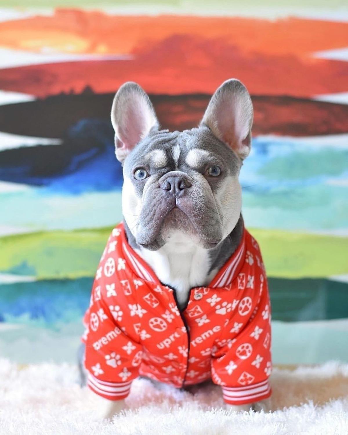 Dogs Clothes Baseball Uniform Dog Apparel Designer Winter Coat Sublimated Leopard Print Warm Windproof Pet Clothes for Small Medium Doggy French Bulldog Gold, Mix color
Dogs Clothes Baseball Uniform Dog Apparel Designer Winter Coat Sublimated Leopard Print Warm Windproof Pet Clothes for Small Medium Doggy French Bulldog Gold, Mix color