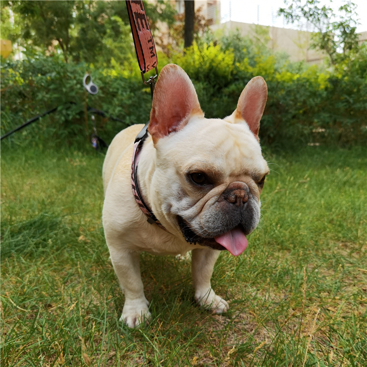 Collar Leashes Set 2.5cm Leash Classic Bronzing Letter Pet Collars Nylon Car Seat Belts Designer Dog Harness for Small Medium Large Dogs Bulldog Poodl