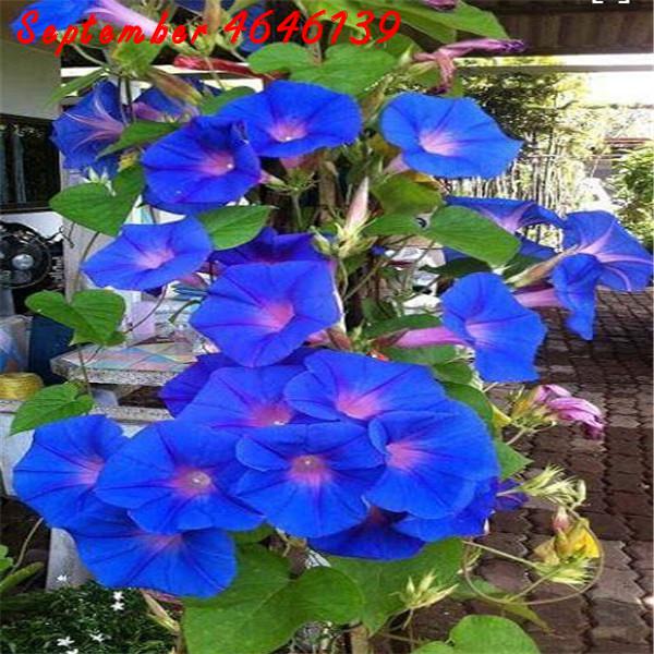 100 Pcs Glory seeds Decorative Landscaping Aerobic Potted Natural Growth Variety of Colors Garden Supplies Fast Growing Planting Season Radiation Protection
100 Pcs Glory seeds Decorative Landscaping Aerobic Potted Natural Growth Variety of Colors Garden Supplies Fast Growing Planting Season Radiation Protection