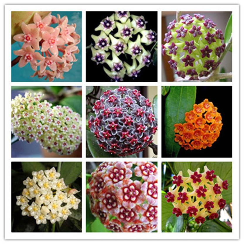 100PCS Hoya Flower Seeds for Patio Lawn Garden Supplies Fragrant Bonsai Plants The Germination Rate 95% Natural Growth Variety of 279m
100PCS Hoya Flower Seeds for Patio Lawn Garden Supplies Fragrant Bonsai Plants The Germination Rate 95% Natural Growth Variety of 279m