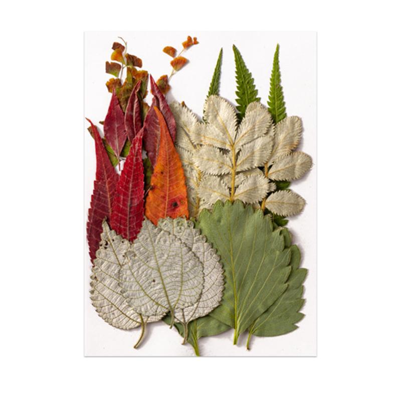 Decorative Flowers & Wreaths 12pcs/Bag Pressed Real Leaf Dried FlowersPlant Assortment Bookmark For Student DIY Resin Craft Art Jewelry Deco
Decorative Flowers & Wreaths 12pcs/Bag Pressed Real Leaf Dried FlowersPlant Assortment Bookmark For Student DIY Resin Craft Art Jewelry Deco