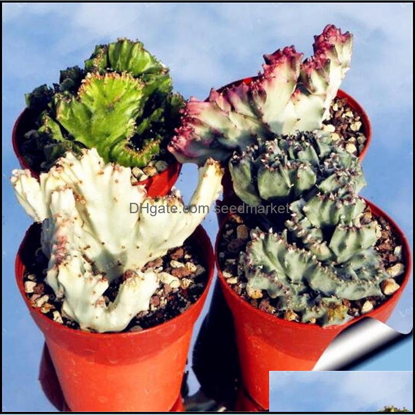Other Garden Supplies Patio Lawn Home Euphorbia Lactea 100Pcs Seeds Evergreen Succent Bonsai Its Shape Is Quirky Beautif With High Orname
Other Garden Supplies Patio Lawn Home Euphorbia Lactea 100Pcs Seeds Evergreen Succent Bonsai Its Shape Is Quirky Beautif With High Orname