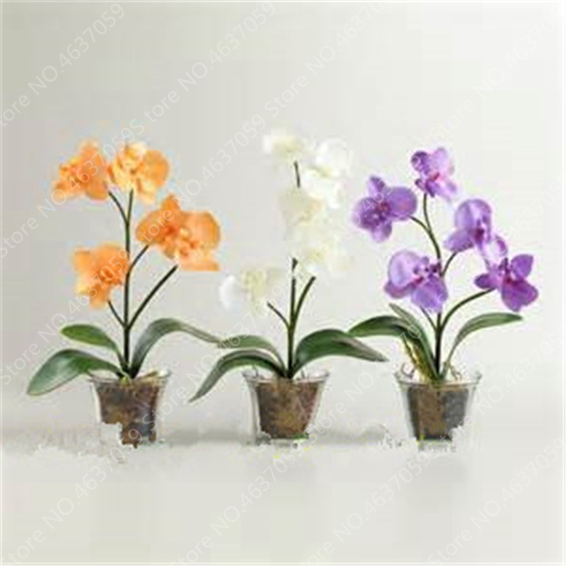 100 pcs seeds Japanese Orchid Bonsai Flores World's Rare Orquideas Flowers Orchidee For Garden Home Pot Purify The Air Natural Growth Variety of Colors Aerobic Potted
100 pcs seeds Japanese Orchid Bonsai Flores World's Rare Orquideas Flowers Orchidee For Garden Home Pot Purify The Air Natural Growth Variety of Colors Aerobic Potted