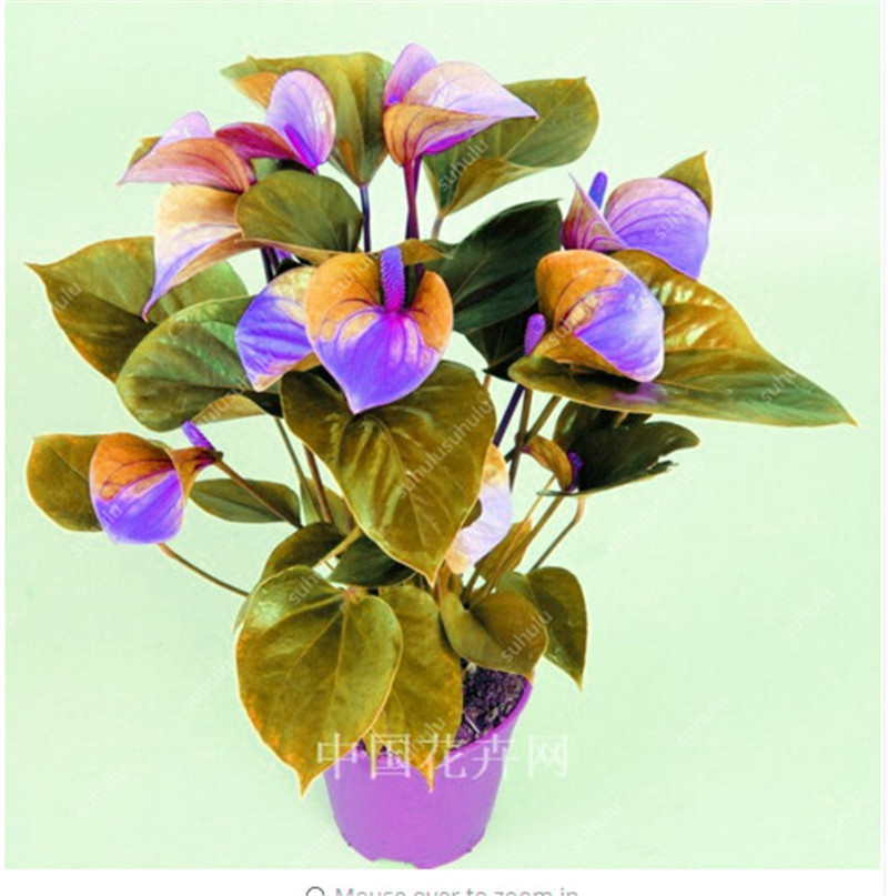 100pcs Anthurium seeds Aerobic Potted Radiation Protection Fast Growing Planting Season Variety of Colors Purify The Air Absorb Harmful Gases Garden Supplies
100pcs Anthurium seeds Aerobic Potted Radiation Protection Fast Growing Planting Season Variety of Colors Purify The Air Absorb Harmful Gases Garden Supplies