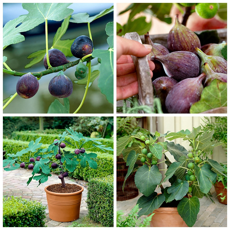 100 pcs seeds Tropical Fig Plant Mini Outdoor Fig Tree Bonsai Potted Plant Home Garden Flower Pot Planting Easy Grow Natural Growth Variety of Colors Aerobic Potted
100 pcs seeds Tropical Fig Plant Mini Outdoor Fig Tree Bonsai Potted Plant Home Garden Flower Pot Planting Easy Grow Natural Growth Variety of Colors Aerobic Potted