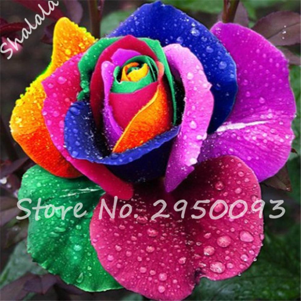 Exotic Rainbow Rose Seeds Plants Mixed Colors Rosa Planta Outdoor Bonsai Potted Flower Balcony Plants for Home Garden Decor 1000 p244P 
Exotic Rainbow Rose Seeds Plants Mixed Colors Rosa Planta Outdoor Bonsai Potted Flower Balcony Plants for Home Garden Decor 1000 p244P