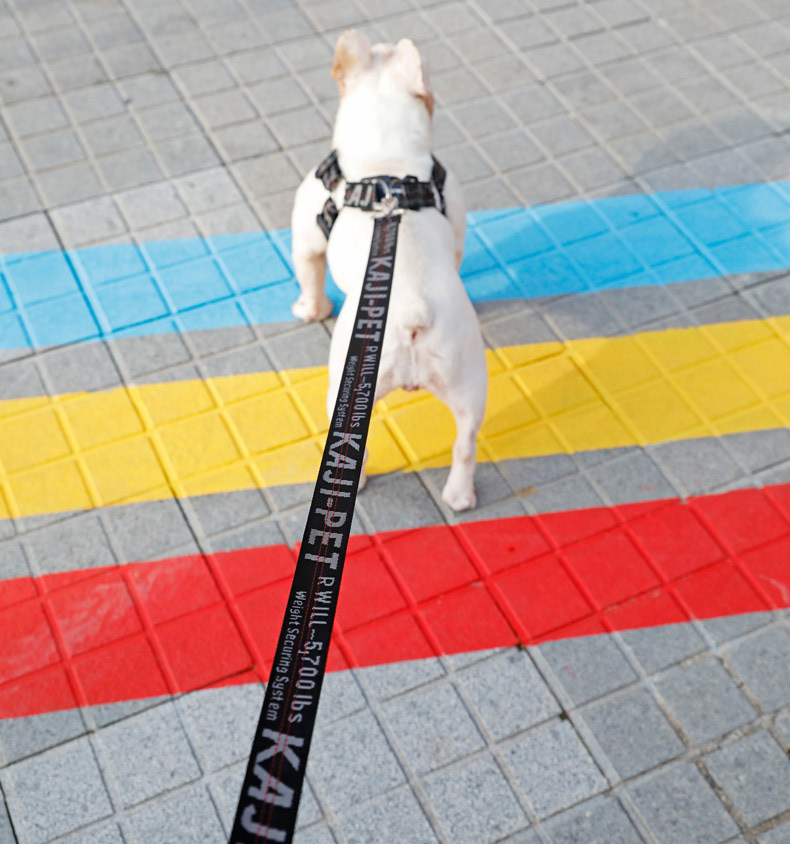 Step in Dog Harness and Leashes Set for Small Medium Large Dogs Jacquard Letter Pattern Nylon Pet Collar Training Walking of Your Puppy 5 Color Wholes