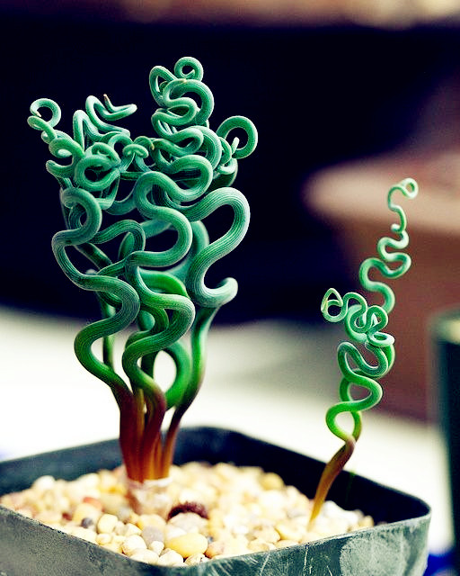 100 pieces seeds Garden Supplies spiral succulent plant bonsai garden pots exotic family plants ornamental Spring Grass Variety of Colors Aerobic Potted
100 pieces seeds Garden Supplies spiral succulent plant bonsai garden pots exotic family plants ornamental Spring Grass Variety of Colors Aerobic Potted
