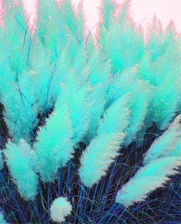 100 Pcs seeds Bonsai Pampas Garss Outdoor Ornamental Plant Flowers Cortaderia Selloana Grass plant for Home Garden Natural Growth Variety of Colors Aerobic Potted
100 Pcs seeds Bonsai Pampas Garss Outdoor Ornamental Plant Flowers Cortaderia Selloana Grass plant for Home Garden Natural Growth Variety of Colors Aerobic Potted