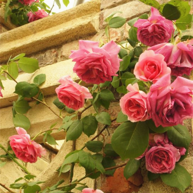 100 pcs seeds Rare Rose Tree flower Mini Climbing Colorful Bonsai Potted for Home Garden Natural Growth Variety of Colors Aerobic Potted The Budding Rate 98%
100 pcs seeds Rare Rose Tree flower Mini Climbing Colorful Bonsai Potted for Home Garden Natural Growth Variety of Colors Aerobic Potted The Budding Rate 98%