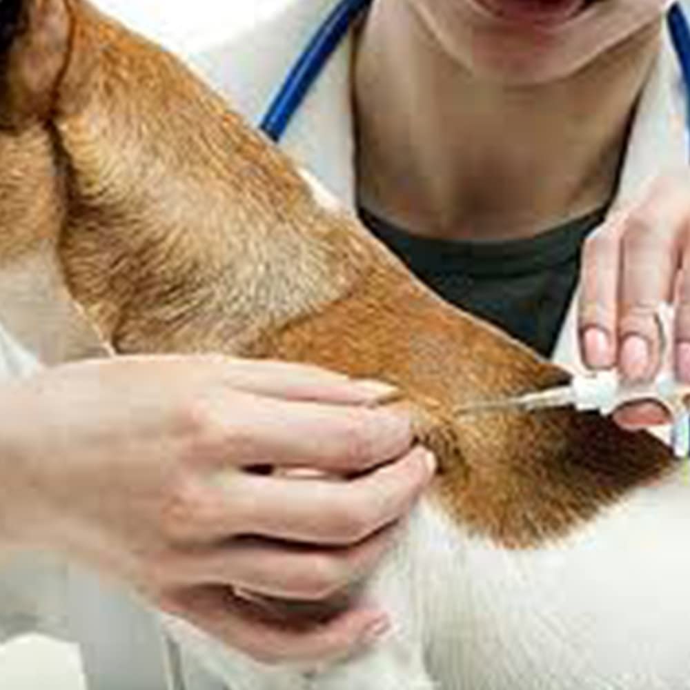 5 Pack Pet ID Microchip 134.2kHz ISO11784/ISO11784/FDX-B Animal RFID Tags 15 Bit RFID chip Dog Cat Pig 1.25 X 7mm