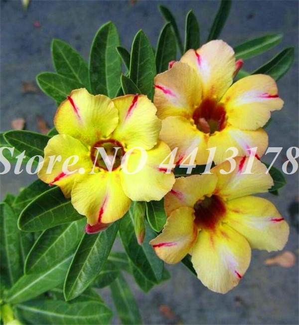 2 pcs seeds Desert Rose Plant Balcony Bonsai Ornamental Adenium obesum Flowers Absorption of Formaldehyde Garden Supplies Natural Growth Variety of Colors
2 pcs seeds Desert Rose Plant Balcony Bonsai Ornamental Adenium obesum Flowers Absorption of Formaldehyde Garden Supplies Natural Growth Variety of Colors