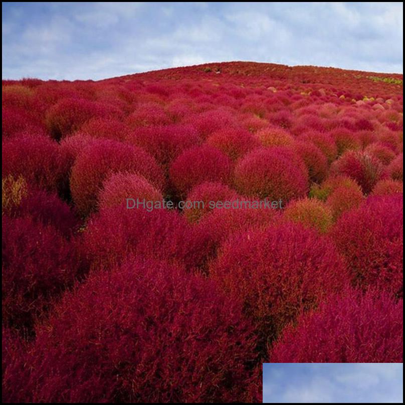 Other Garden Supplies Patio Lawn Home 200Pcs/Set Seeds Grass Burning Bush Kochia Scoparia Evergreen Plant Otsdj
Other Garden Supplies Patio Lawn Home 200Pcs/Set Seeds Grass Burning Bush Kochia Scoparia Evergreen Plant Otsdj