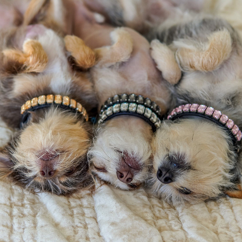 free shipping Crystal Collars Jewelry Bling Gemstone Leather Collar for Small Medium Dogs Teacup Puppy Chihuahua Yorkie French Bulldog Wedding Birthda