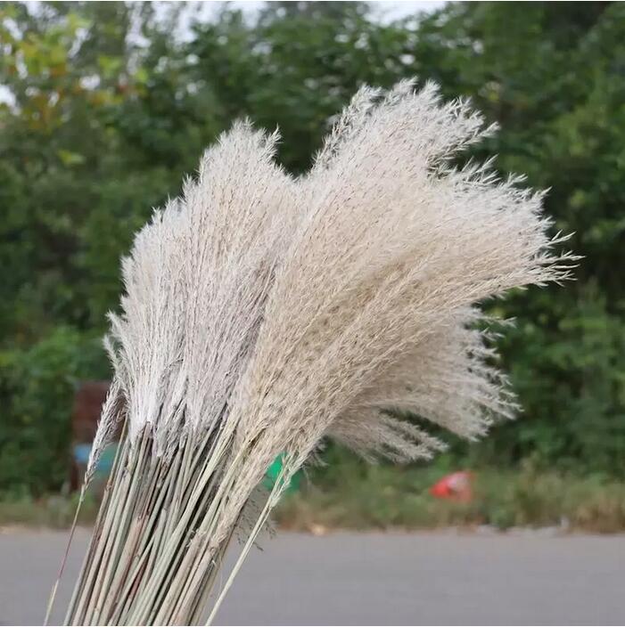 Dried Flower 50Pcs/lot Wholesale Phrag Mites Natural Decorative Pampas Grass For Home Wedding Decoration Flowers Bunch 56-60cm
