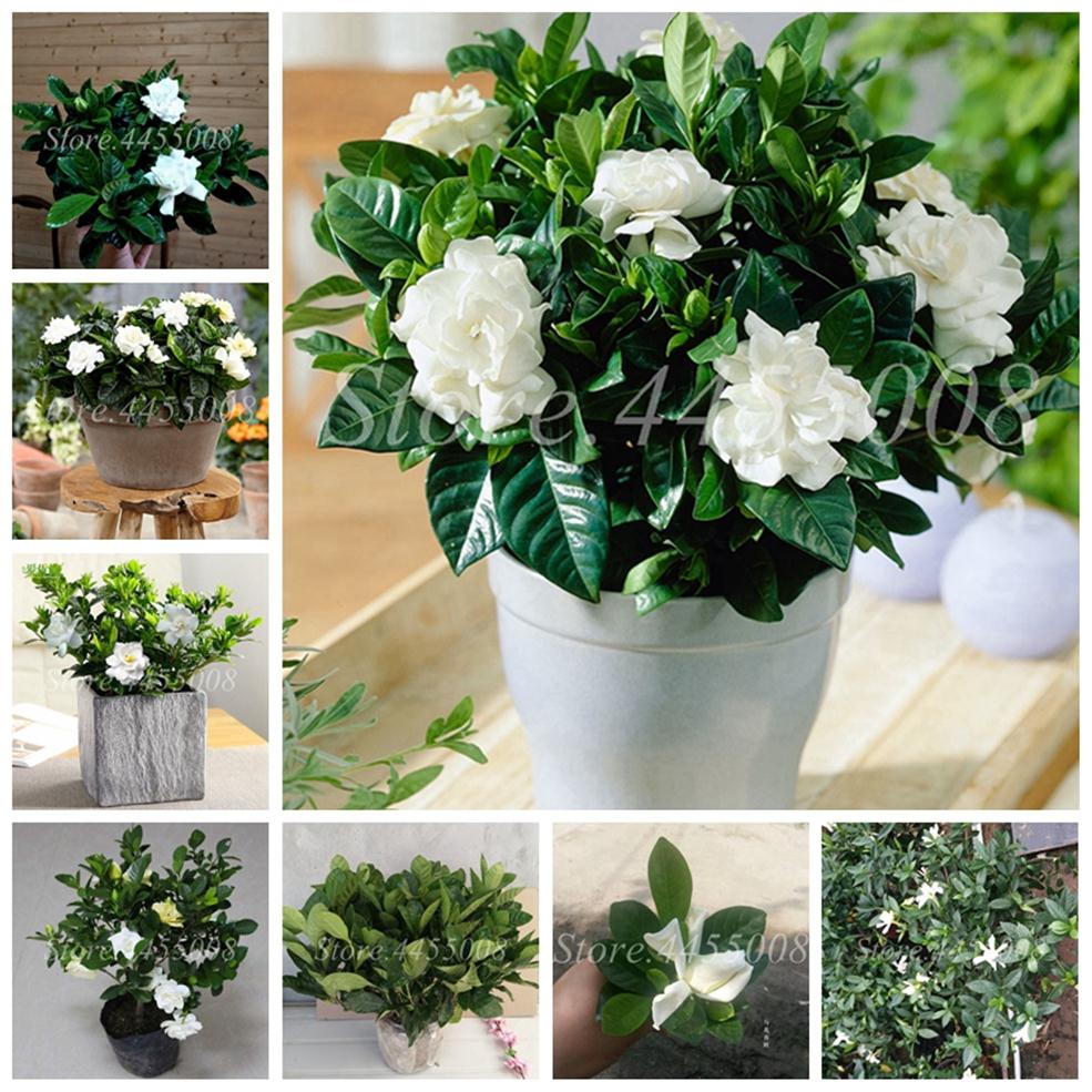 500 pcs/ bag Seeds Bonsai Gardenia Jasminoides Flower Outdoor Fragrant Flowers White Cape Jasmine Blooming Flore for Home Pot Plan303N
500 pcs/ bag Seeds Bonsai Gardenia Jasminoides Flower Outdoor Fragrant Flowers White Cape Jasmine Blooming Flore for Home Pot Plan303N