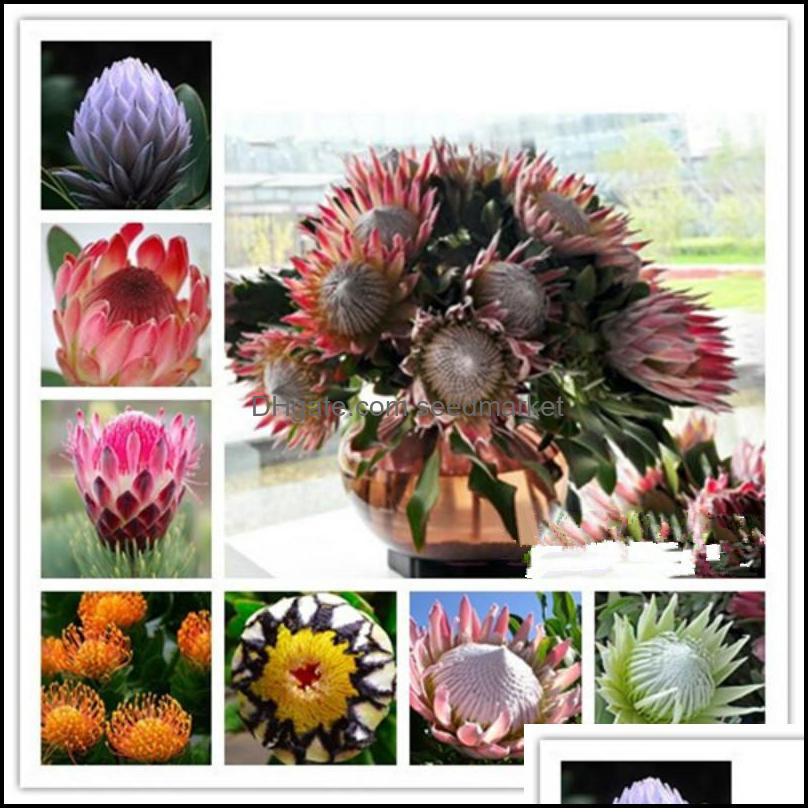 Garden Decorations Patio Lawn Home 100Pcs/Set Seeds Christmas Plant Flowers Flower Gift Protea Cynaroides Bonsai Potted Drop Delivery 202
Garden Decorations Patio Lawn Home 100Pcs/Set Seeds Christmas Plant Flowers Flower Gift Protea Cynaroides Bonsai Potted Drop Delivery 202