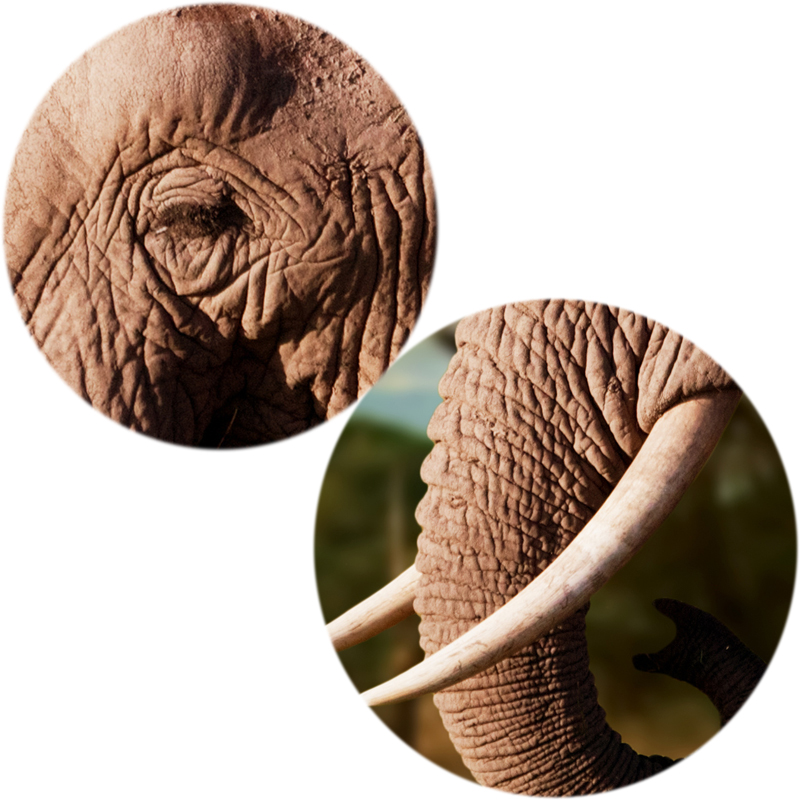 Modern Animals Landscape Posters and Prints Wall Art Canvas Painting African Elephant Pictures for Living Room Decor No Frame