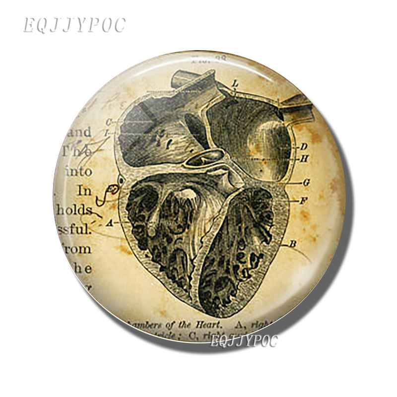 Human Body Unraveling Organs Fridge Magnets 30 MM Glass Gem Magnetic Stickers for Refrigerator Home Decor Gift of Doctors