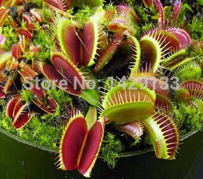Dionaea Muscipula Free shipping Giant Clip Venus Fly trap Seeds 300PCS Insectivorous seed Garden Plant Seed Bonsai Family Potted
Dionaea Muscipula Free shipping Giant Clip Venus Fly trap Seeds 300PCS Insectivorous seed Garden Plant Seed Bonsai Family Potted