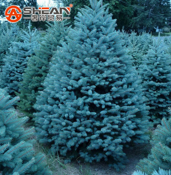 A Pack 100 Pcs Blue Spruce Seeds Picea Tree Potted Bonsai Courtyard Garden Bonsai Plant Pine Tree Seeds
A Pack 100 Pcs Blue Spruce Seeds Picea Tree Potted Bonsai Courtyard Garden Bonsai Plant Pine Tree Seeds