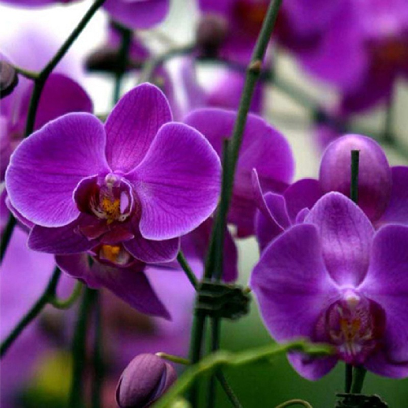 New Rare 20Pcs Mix Color Phalaenopsis Flower Seeds Bonsai Plant Butterfly Orchid Garden Yard Decoration
New Rare 20Pcs Mix Color Phalaenopsis Flower Seeds Bonsai Plant Butterfly Orchid Garden Yard Decoration