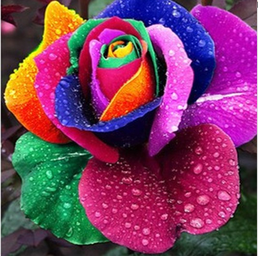 Wholesale 500pcs Rainbow Rose Seeds Multi-colored Rose seeds Rose Flowers Seeds sementes for the garden
Wholesale 500pcs Rainbow Rose Seeds Multi-colored Rose seeds Rose Flowers Seeds sementes for the garden