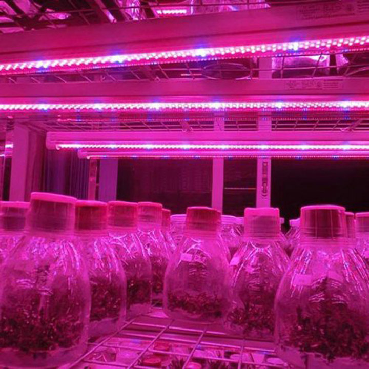 Wholesale-Free Shipping 5m 5050 LED grow light Strip growlight 12V Red Blue Waterproof For Greenhouse Hydroponic plant growing lamp
Wholesale-Free Shipping 5m 5050 LED grow light Strip growlight 12V Red Blue Waterproof For Greenhouse Hydroponic plant growing lamp