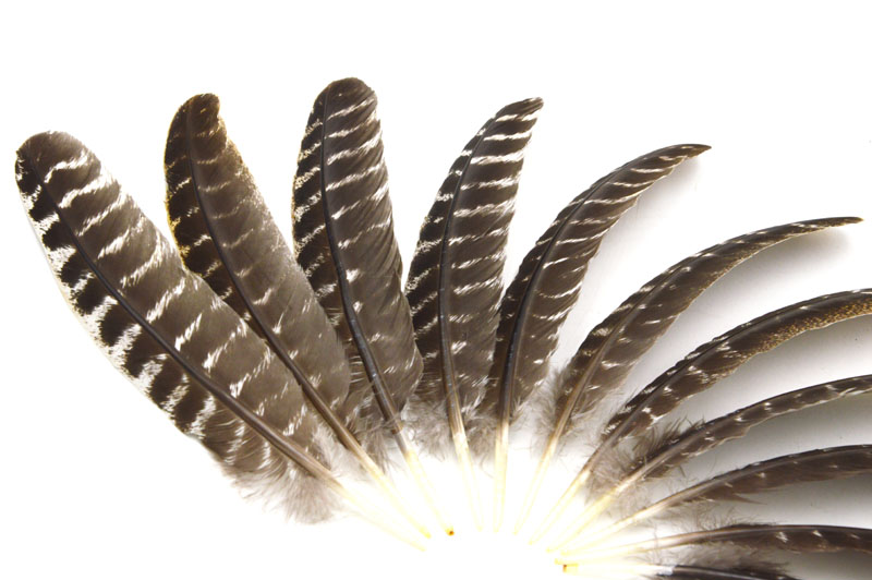 wholesale beautiful precious wild turkey tail feathers 8-12inches / 20-30cm (Many Sizes for You To Choose)