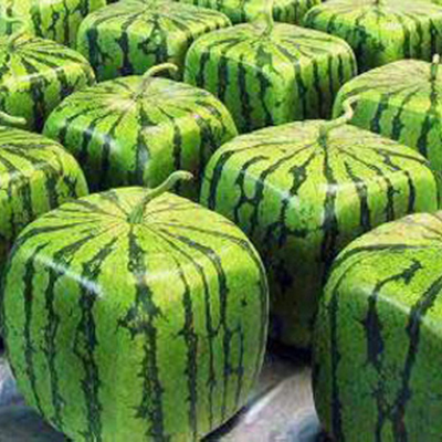 A Package 20 Pieces Seeds Rare Simple Geometric Square Watermelons Seeds Delicious Chinese Fruit Water Melon Seeds
A Package 20 Pieces Seeds Rare Simple Geometric Square Watermelons Seeds Delicious Chinese Fruit Water Melon Seeds