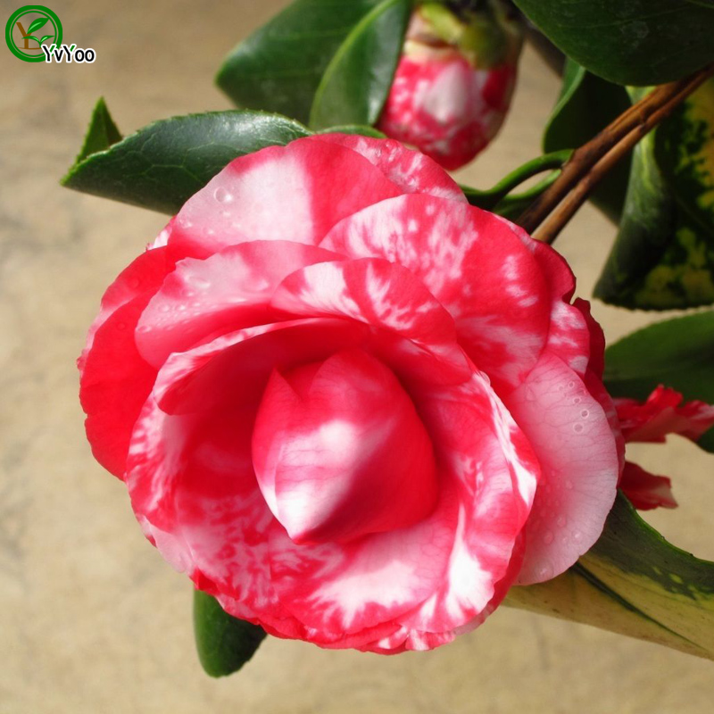 Multi color optional Camellia Seeds Flower Pot Planters Garden Bonsai Flower Seed 10 Particles / lot G012 от DHgate WW