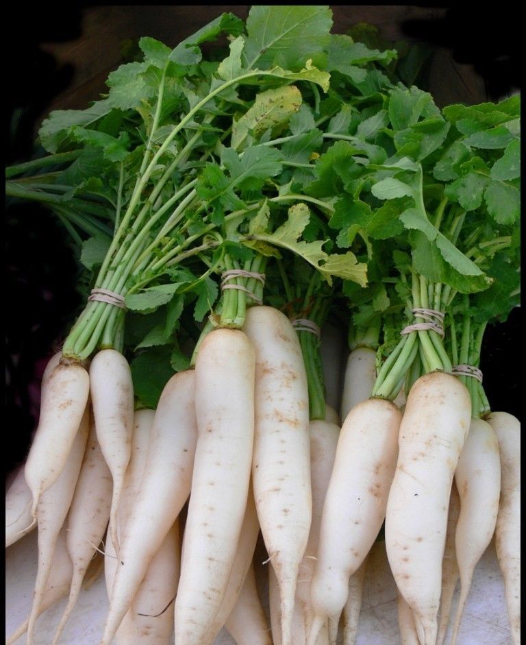 DAIKON plant Radish seeds, Raphanus sativus (Open Pollinated) Biennial garden decoration plant 20pcs D54
DAIKON plant Radish seeds, Raphanus sativus (Open Pollinated) Biennial garden decoration plant 20pcs D54
