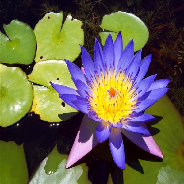 lotus seeds Blue Water lilies /water features/ponds Plants garden decoration plant 10pcs A005
lotus seeds Blue Water lilies /water features/ponds Plants garden decoration plant 10pcs A005