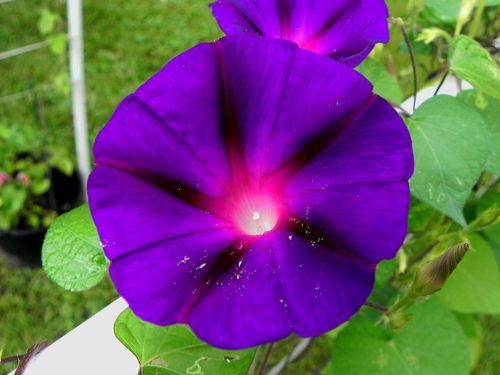 Grandpa Ott Ipomoea Purpurea Morning Glory flower seeds garden decoration flower 20pcs D62
Grandpa Ott Ipomoea Purpurea Morning Glory flower seeds garden decoration flower 20pcs D62