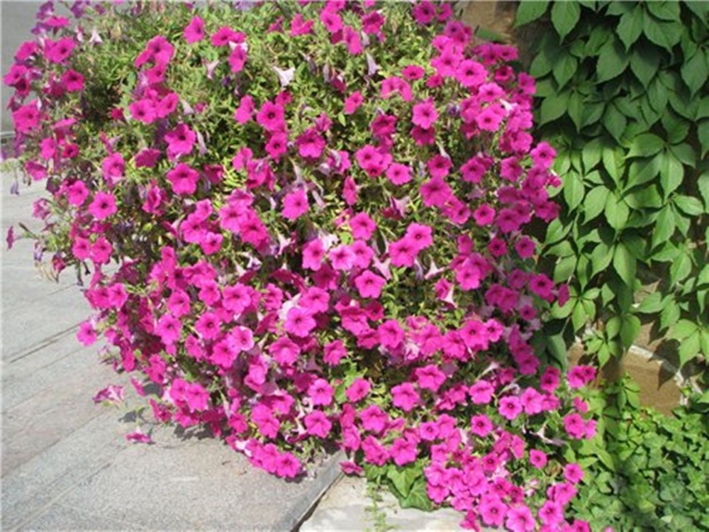 200 Seeds Purple Creeping Petunia Surfinia Purple F1 (Petunia x hybrida) Flowers S023
200 Seeds Purple Creeping Petunia Surfinia Purple F1 (Petunia x hybrida) Flowers S023