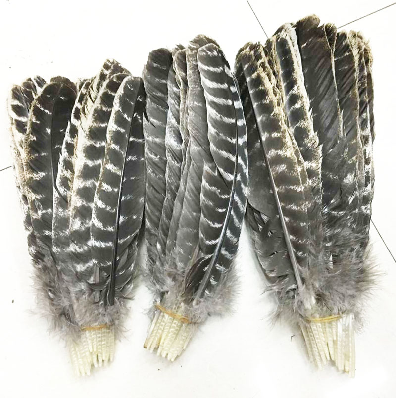 wholesale beautiful precious wild turkey tail feathers 8-12inches / 20-30cm (Many Sizes for You To Choose)
wholesale beautiful precious wild turkey tail feathers 8-12inches / 20-30cm (Many Sizes for You To Choose)