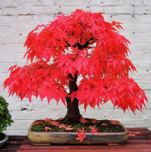 Bonsai tree red maple seeds Outdoor plant garden decoration tree 10pcs A01
Bonsai tree red maple seeds Outdoor plant garden decoration tree 10pcs A01