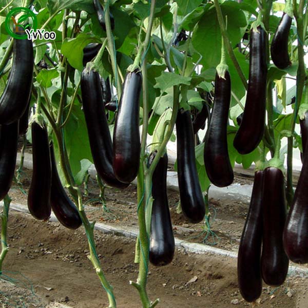 Long Eggplant Seeds Green Organic Vegetables and Fruit Seeds Delicious 50 Particles / lot K019
Long Eggplant Seeds Green Organic Vegetables and Fruit Seeds Delicious 50 Particles / lot K019