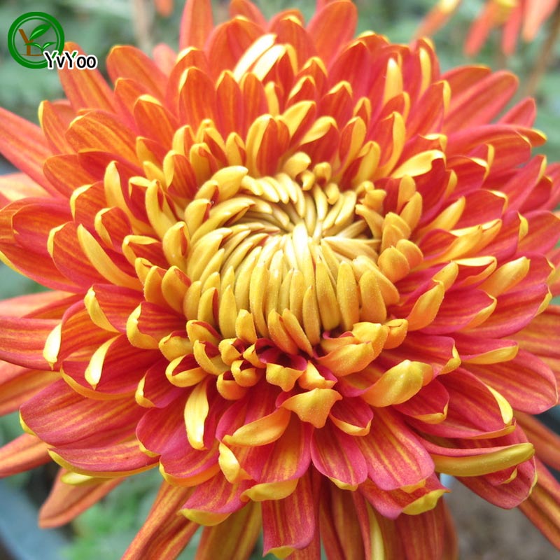 Beautiful Red Chrysanthemum seeds Rare Flower Seeds DIY Home Garden plant Easy to Grow 200 Particles / lot r005
Beautiful Red Chrysanthemum seeds Rare Flower Seeds DIY Home Garden plant Easy to Grow 200 Particles / lot r005