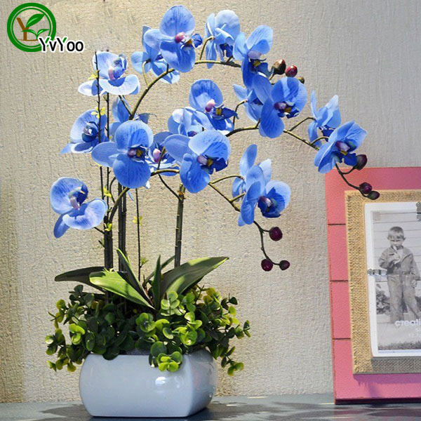 30 Particles / lot Moth orchid seeds Flower Seeds Bonsai Potted Plants for Home & Garden u013
30 Particles / lot Moth orchid seeds Flower Seeds Bonsai Potted Plants for Home & Garden u013